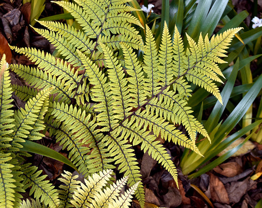 Athyrium orophorum - Limelight