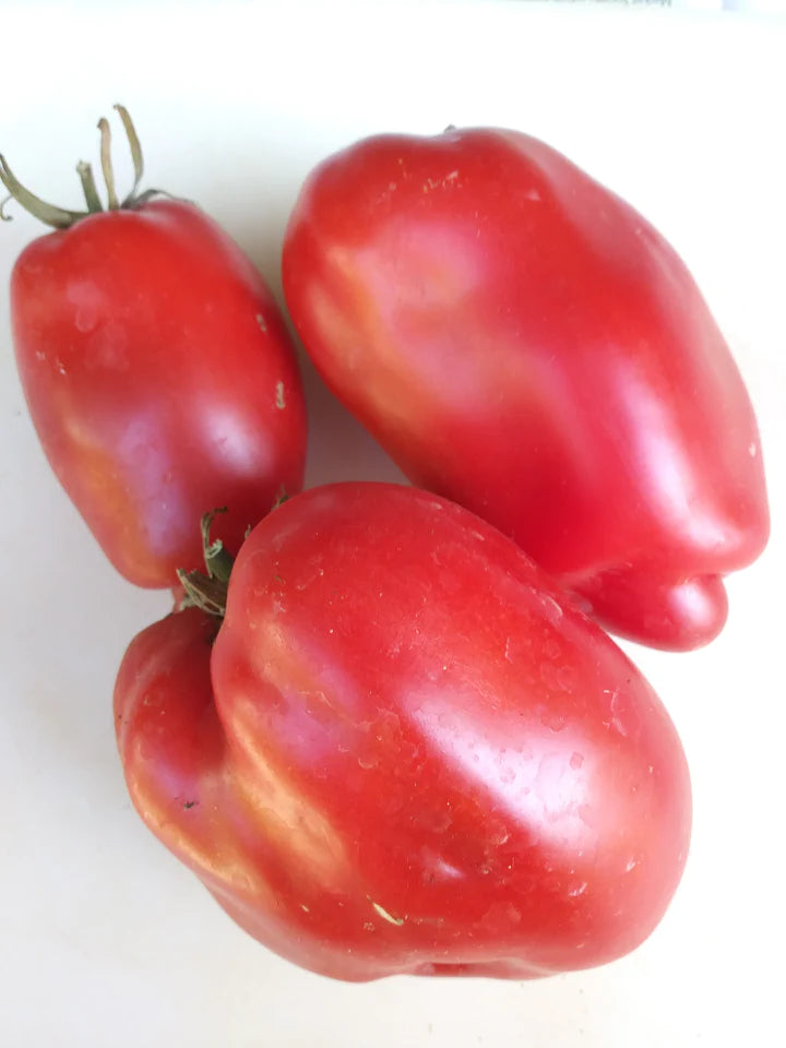 Tomato Aunt Nettie's Giant Roma - Eagleridge Seeds