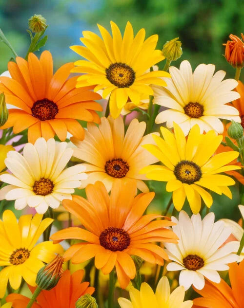 African Daisy Aurantica Hybrid - Ontario Seed Company