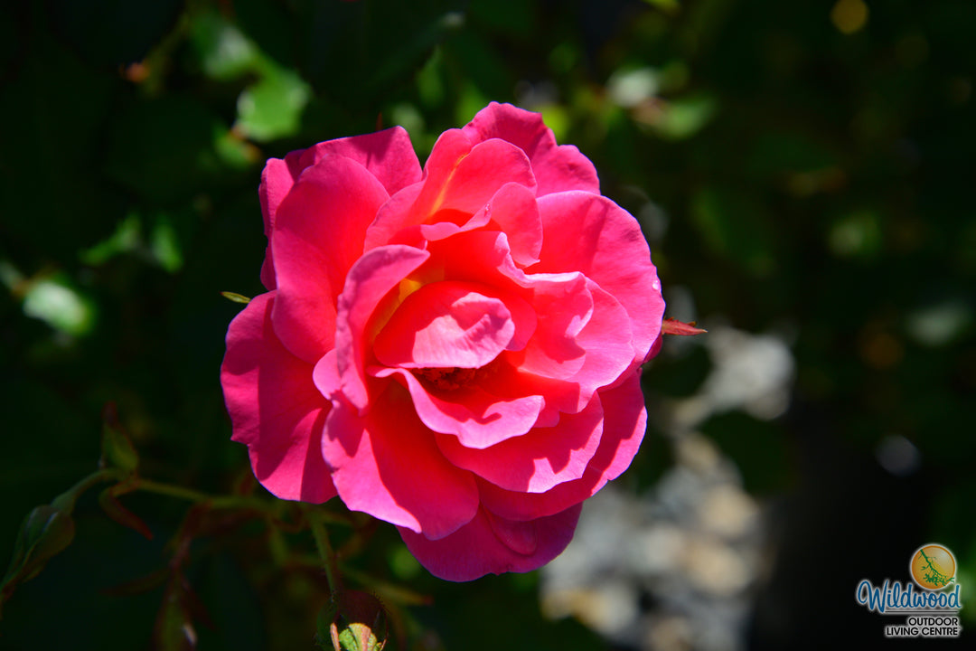 Aurora Borealis - Cold Hardy Rose