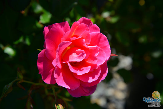 Aurora Borealis - Cold Hardy Rose