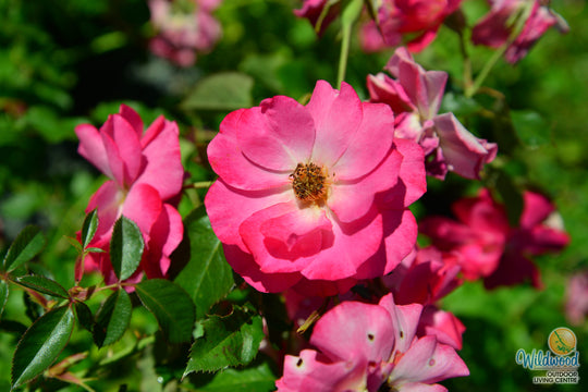 Aurora Borealis - Cold Hardy Rose