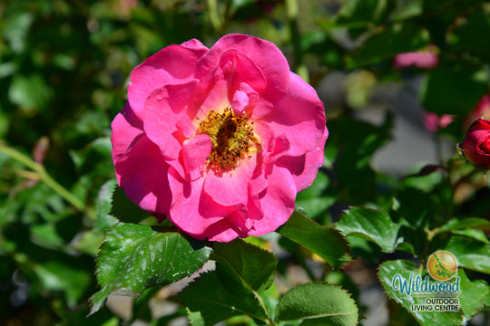 Aurora Borealis - Cold Hardy Rose