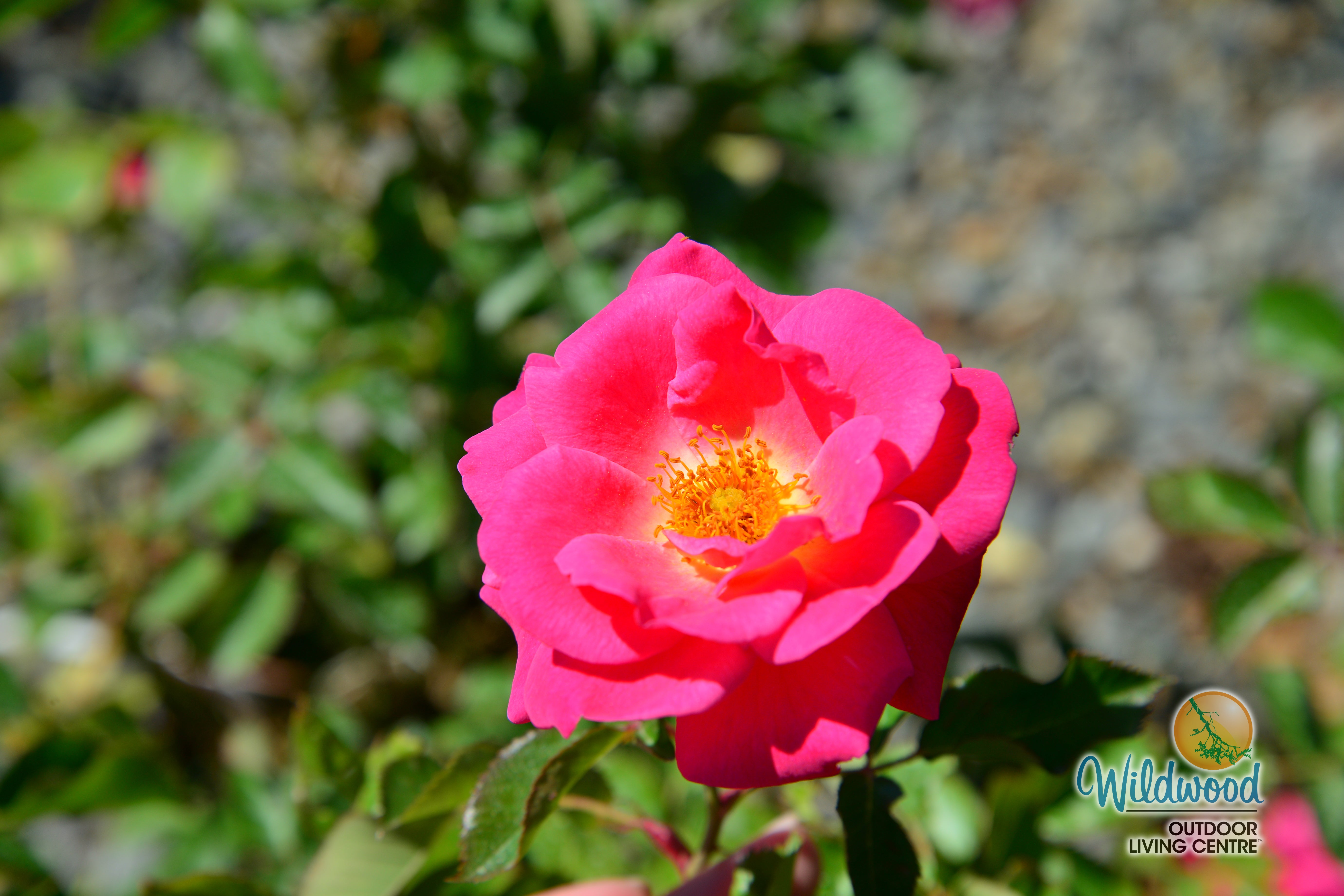 ROSE様 Aurora Borealis - Cold Hardy Rose – Wildwood Outdoor Living