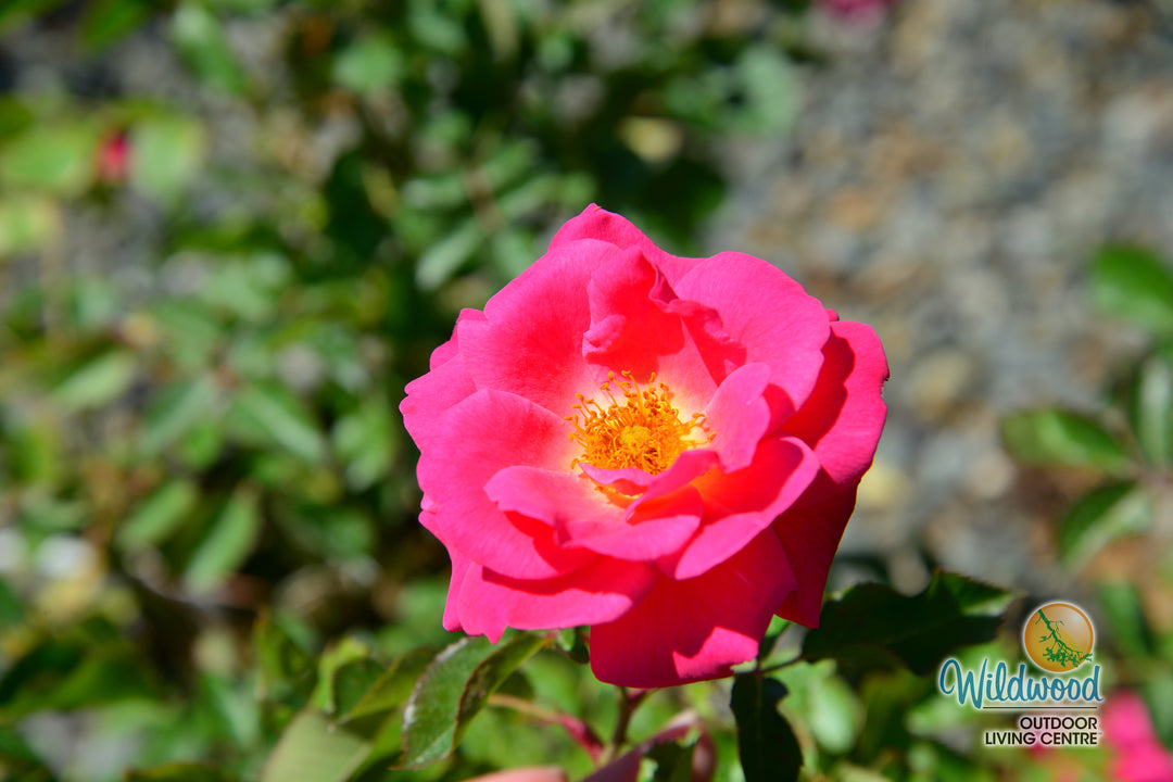 Aurora Borealis - Cold Hardy Rose