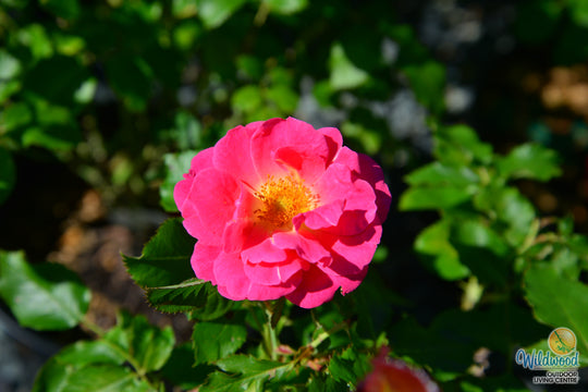 Aurora Borealis - Cold Hardy Rose