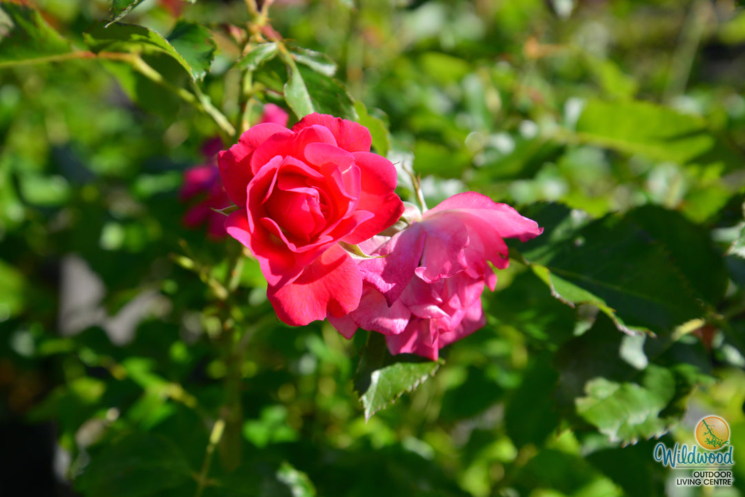 Aurora Borealis - Cold Hardy Rose