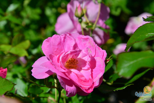 Aurora Borealis - Cold Hardy Rose