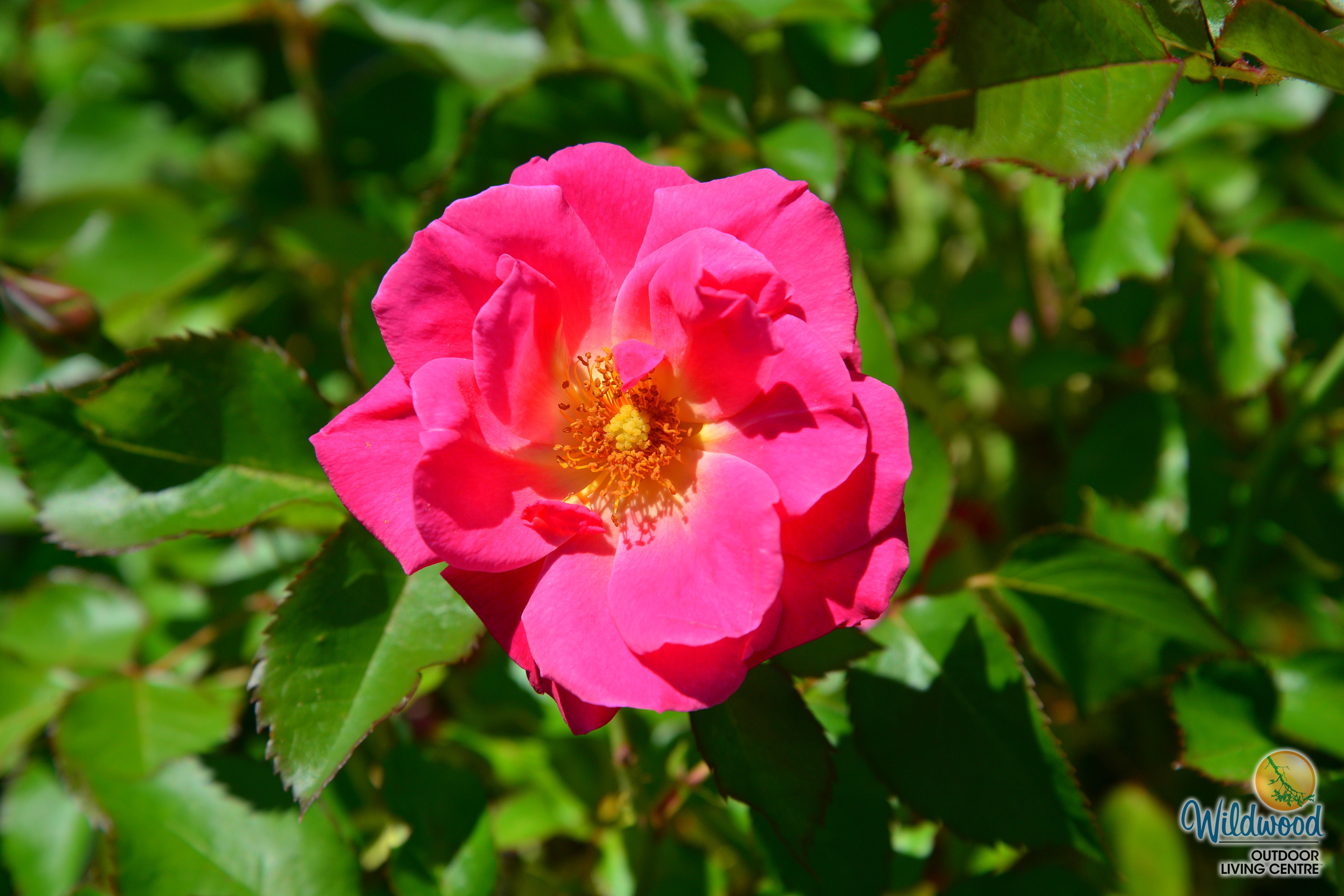 Aurora Borealis - Cold Hardy Rose – Wildwood Outdoor Living