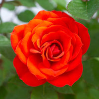 Autumn Sunblaze - Star Roses and Plants
