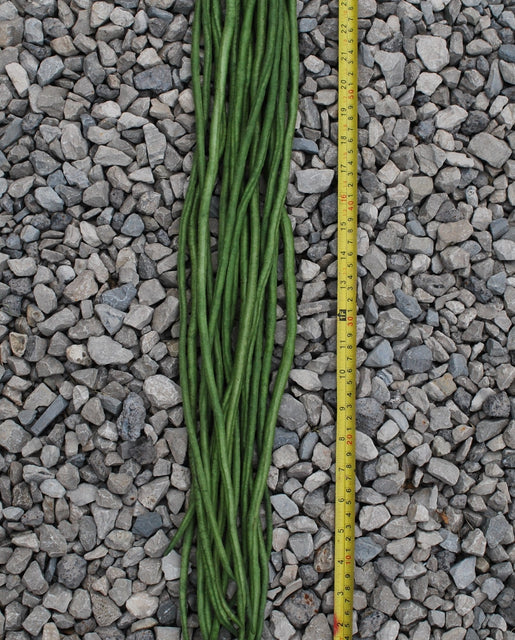 Pole Beans Noodle King - West Coast Seeds