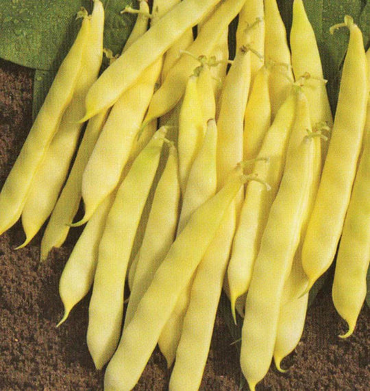 Bean Serpedor Wax Romano Bush - West Coast Seeds