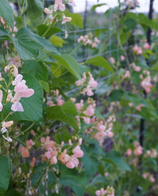 Runner Bean Sunset - West Coast Seeds