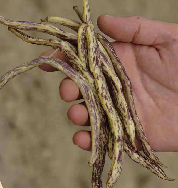 Bean Dragon Tongue Bush - West Coast Seeds