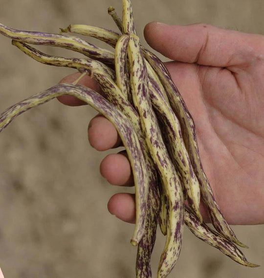 Bean Dragon Tongue Bush - West Coast Seeds