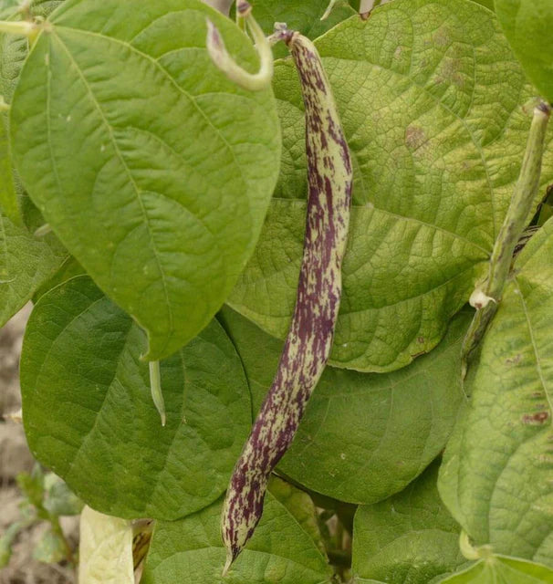 Bean Dragon Tongue Bush - West Coast Seeds