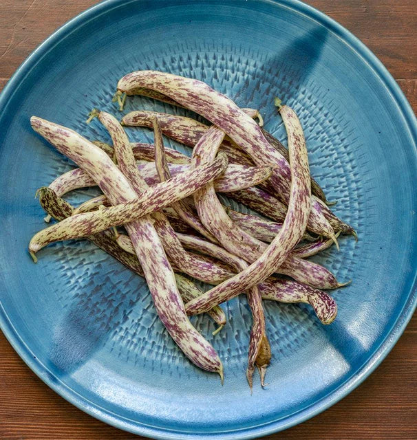 Bean Dragon Tongue Bush - West Coast Seeds