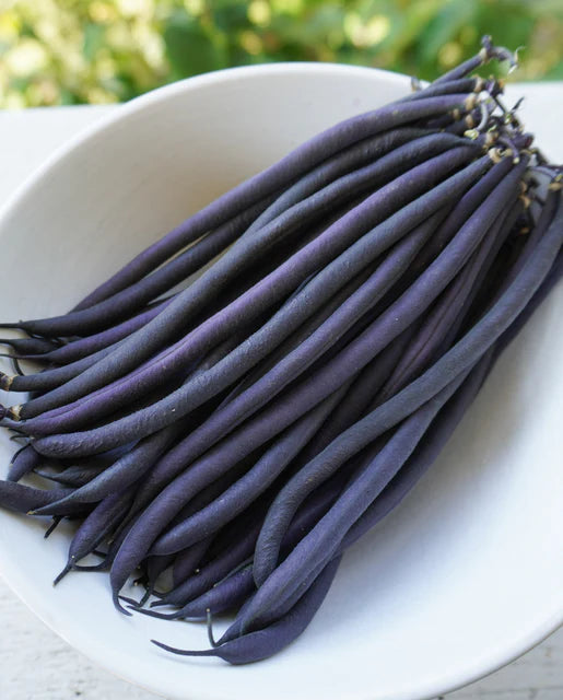 Bean Velour Bush - West Coast Seeds