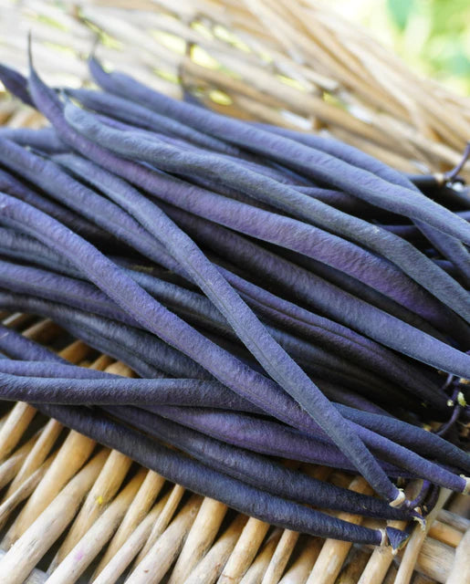 Bean Velour Bush - West Coast Seeds