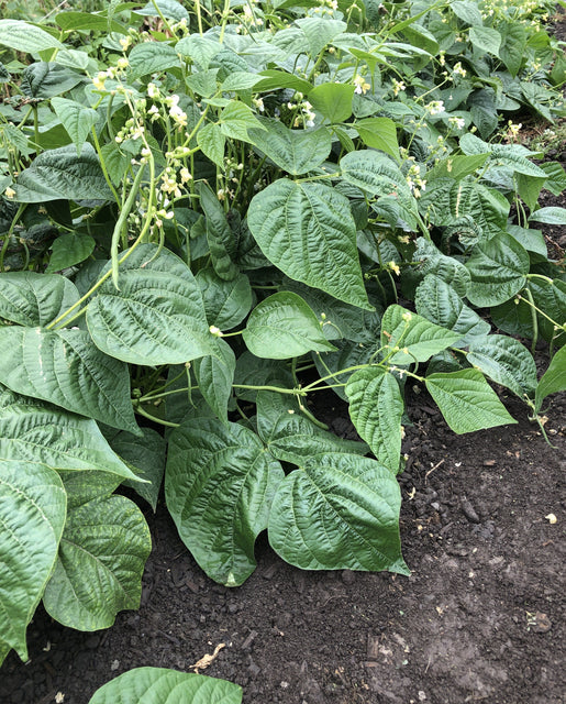 Organic Bean Goliath Bush - West Coast Seeds