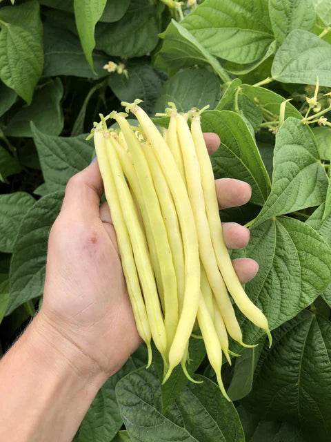 Beans Caspian Bush - West Coast Seeds