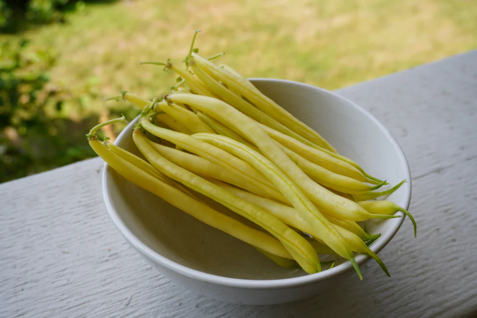 Beans Caspian Bush - West Coast Seeds