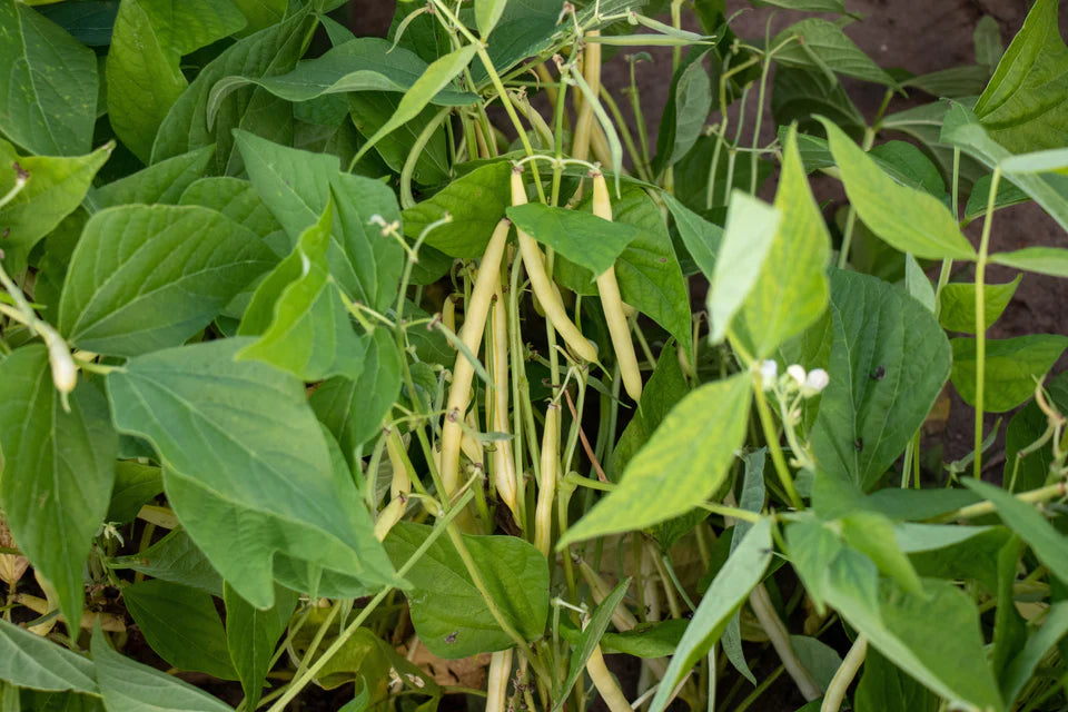 Beans Caspian Bush - West Coast Seeds