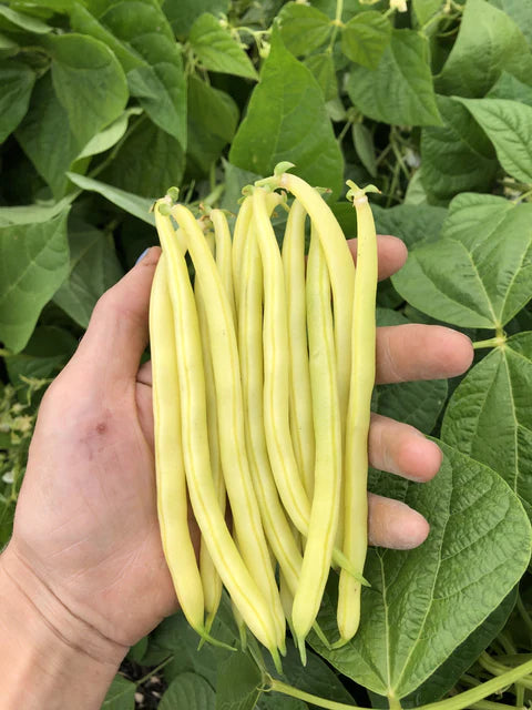 Organic Bean Gold Rush Bush - West Coast Seeds