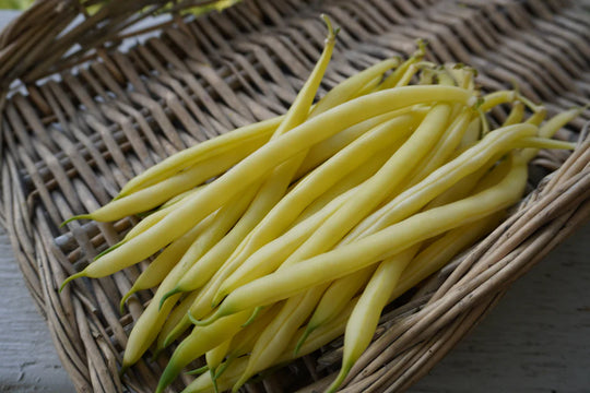 Organic Bean Gold Rush Bush - West Coast Seeds