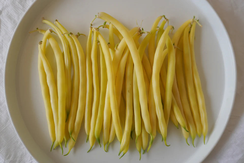 Organic Bean Gold Rush Bush - West Coast Seeds