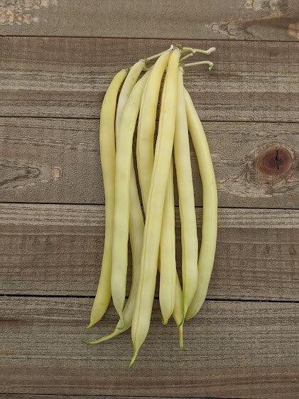 Organic Bean Gold Rush Bush - West Coast Seeds