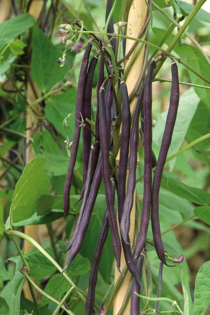 Bean Carminat Pole - West Coast Seeds