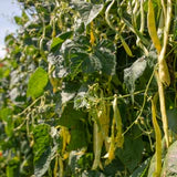 Organic Beans Golden Gate Pole - West Coast Seeds