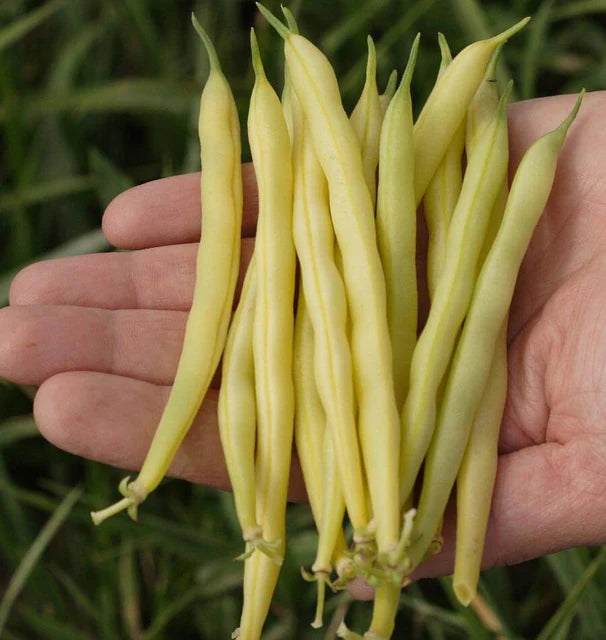 Bush Beans Gold Rush - West Coast Seeds