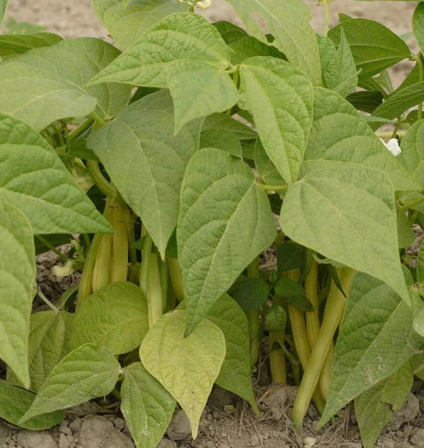 Bush Beans Gold Rush - West Coast Seeds