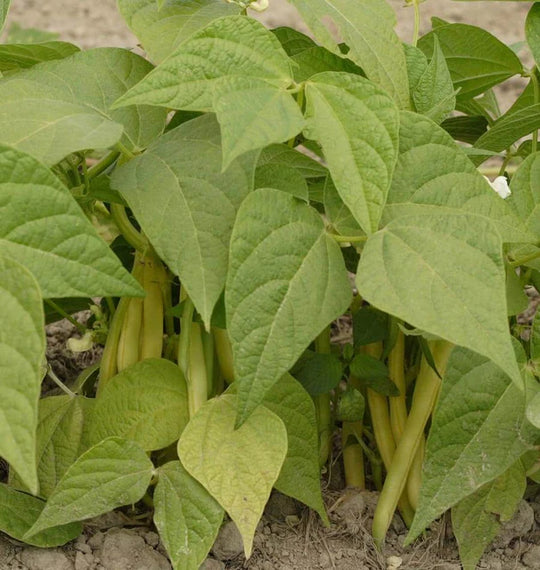 Bush Beans Gold Rush - West Coast Seeds