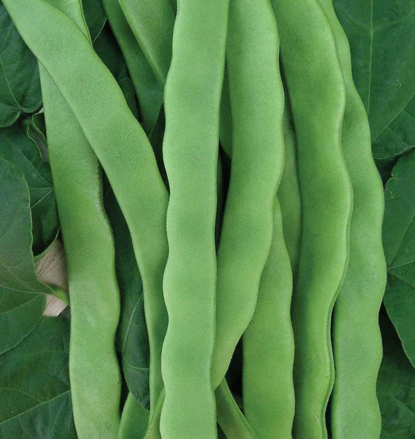 Bean Hilda Romano Pole - West Coast Seeds
