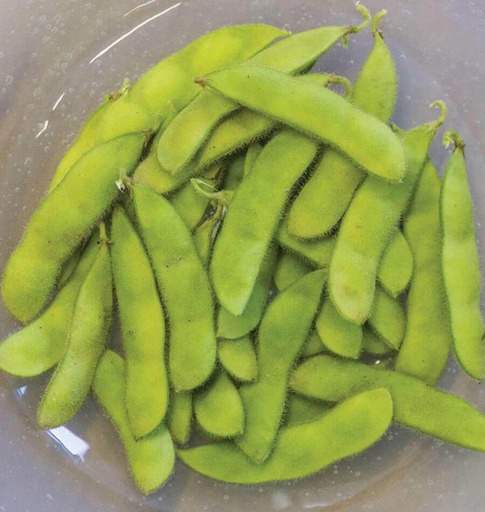 Bean Tohya Edamame - West Coast Seeds
