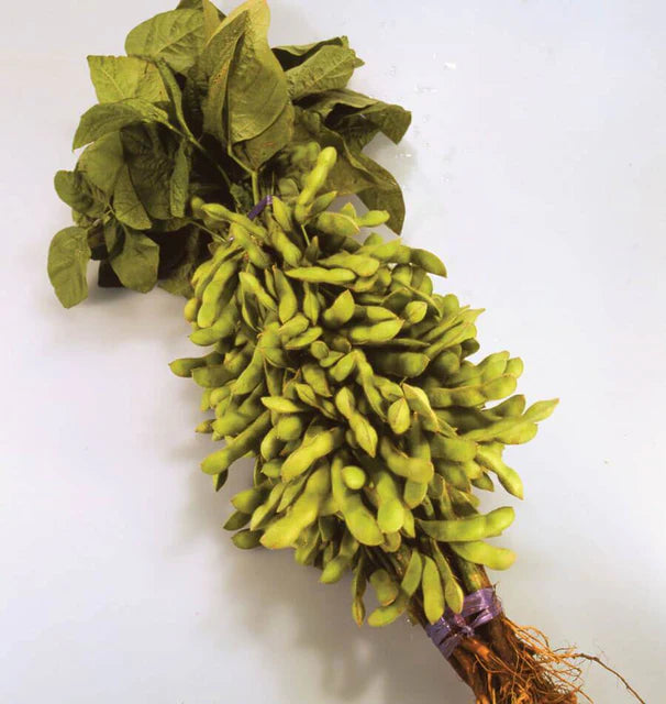 Bean Tohya Edamame - West Coast Seeds