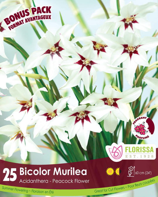 Acidanthera - Bicolor Murilea, BONUS 25 Pack