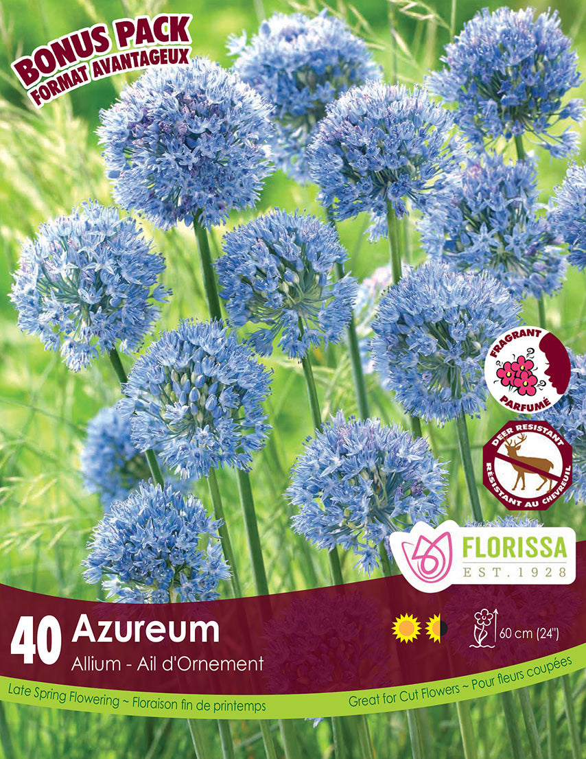 Allium  - Azureum, BONUS 40 Pack