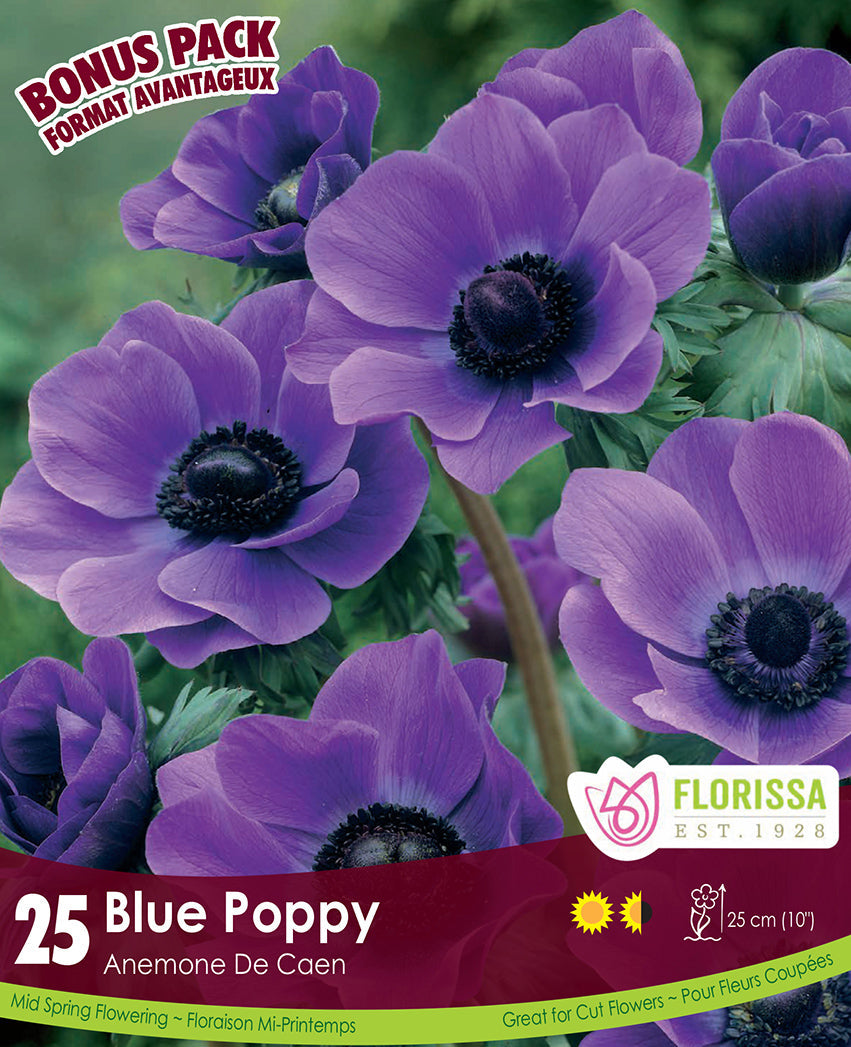 Anemone - Blue Poppy, BONUS 25 Pack