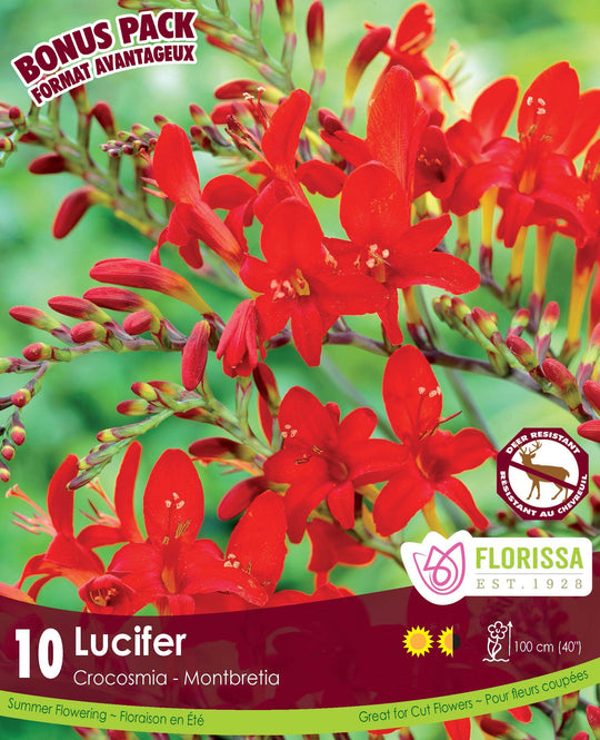 Crocosmia -  Lucifer, BONUS 10 Pack