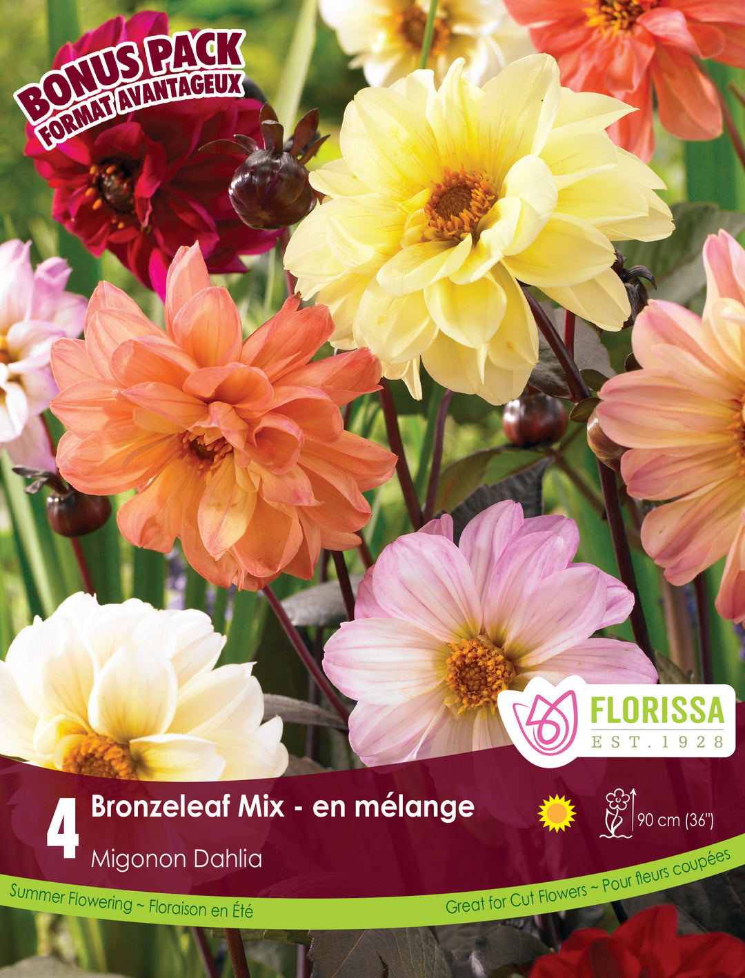 Dahlia - Bronze Leaf Mix, Bonus 4 Pack