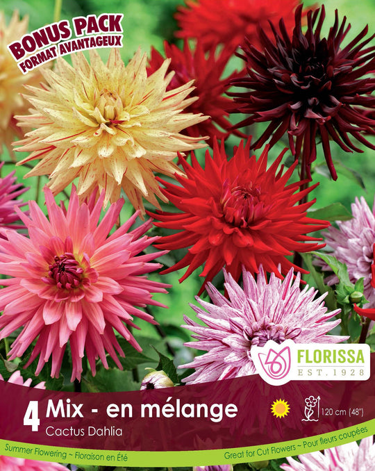 Dahlia, Cactus - Mix, Bonus 4 Pack