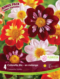Dahlia - Collarette Mix, Bonus 4 Pack