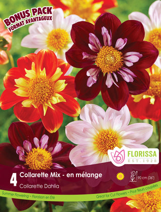 Dahlia - Collarette Mix, Bonus 4 Pack