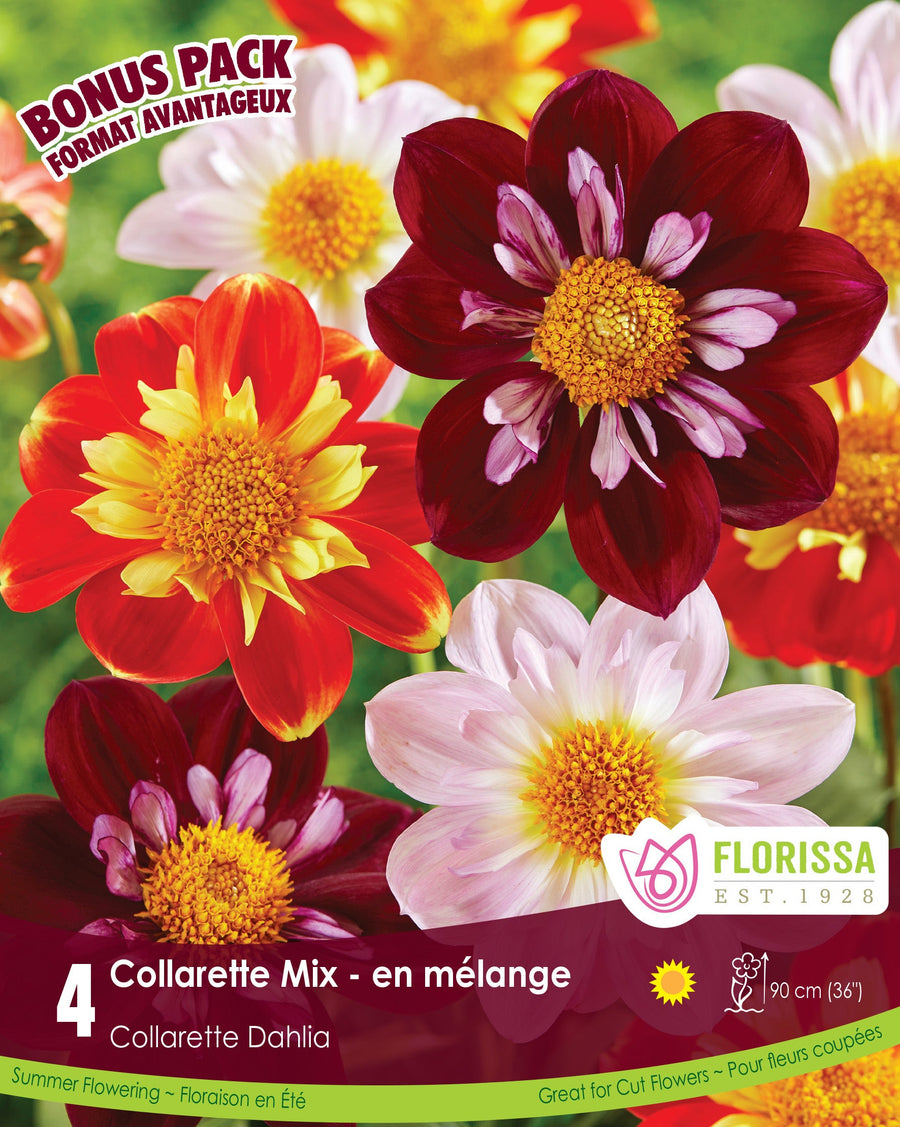 Dahlia - Collarette Mix, Bonus 4 Pack