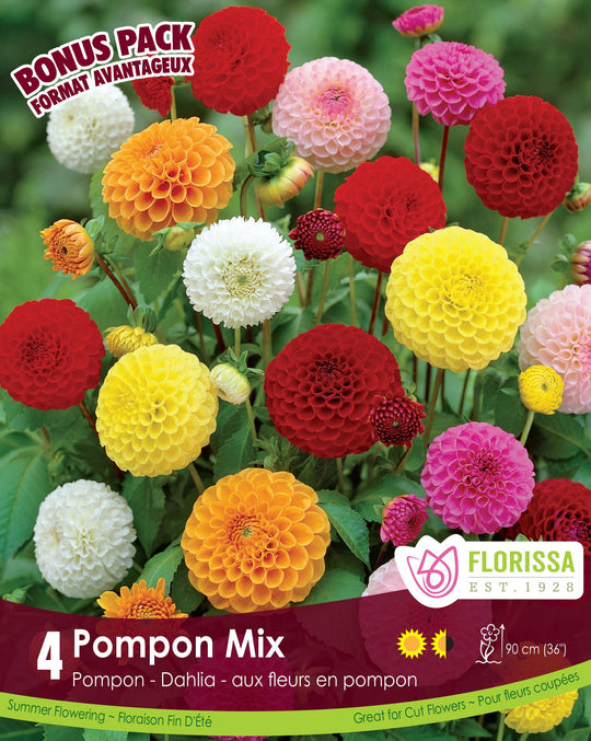 Dahlia - Pompon Mix, Bonus 4 Pack