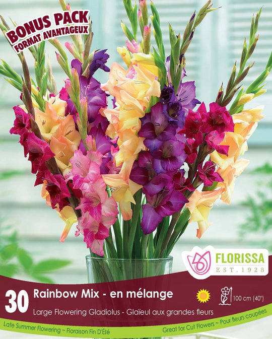 Gladiolus - Rainbow Mix, BONUS 30 Pack